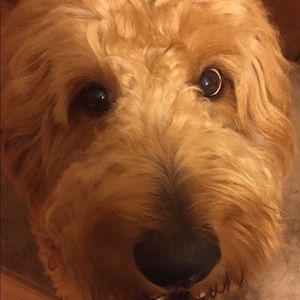 Meet your Posher, Annetta